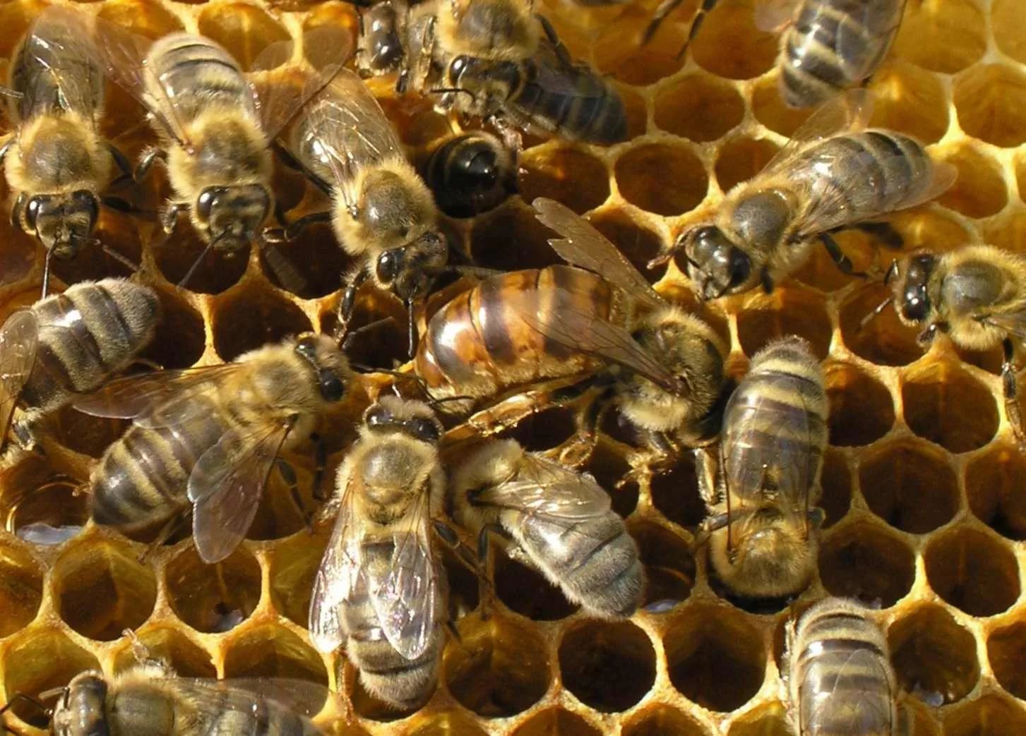 bees3